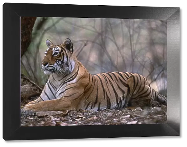Bengal tiger {Panthera t tigris} female resting in forest, Bandhavgarh NP, Madhya Pradesh, India