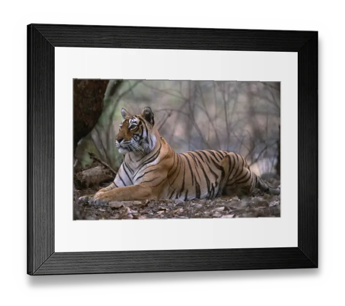 Framed Print : Bengal tiger {Panthera t tigris} female resting in forest, Bandhavgarh NP, Madhya Pradesh, India Framed Print : Bengal tiger {Panthera t tigris} female resting in forest, Bandhavgarh NP, Madhya Pradesh, India