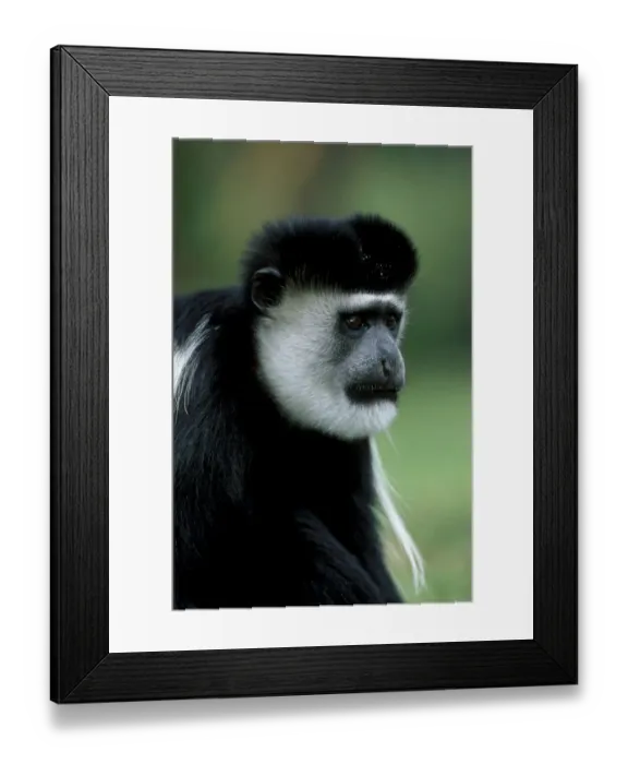 Framed Print : Male Black and white colobus monkey {Colobus guereza} Lake Naivasha, Kenya, East Africa Framed Print : Male Black and white colobus monkey {Colobus guereza} Lake Naivasha, Kenya, East Africa
