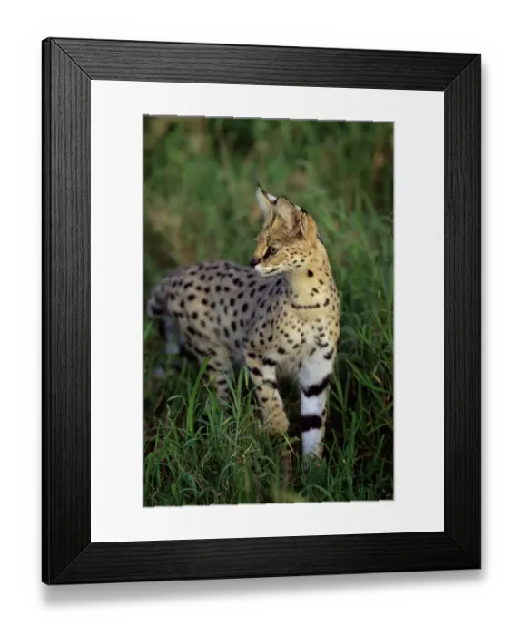 Framed Print : RF- Adult male Serval (Felis serval) stalking prey in long grass. Serengeti National Park, Tanzania Framed Print : RF- Adult male Serval (Felis serval) stalking prey in long grass. Serengeti National Park, Tanzania