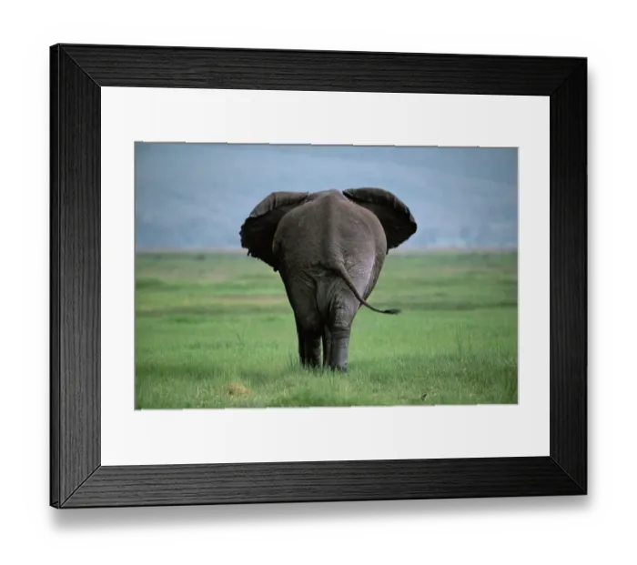 Framed Print : Rear of Male African elephant {Loxodonta africana} Ngorongoro crater, Tanzania Framed Print : Rear of Male African elephant {Loxodonta africana} Ngorongoro crater, Tanzania