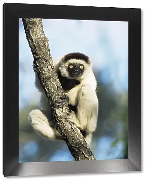 Verreauxs sifaka {Propithecus v verreauxi} Anjhamolo spiny forest Madagascar