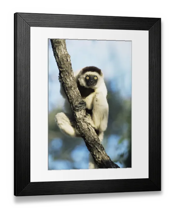 Framed Print : Verreauxs sifaka {Propithecus v verreauxi} Anjhamolo spiny forest Madagascar