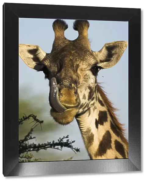 Male Masaai Giraffe {Giraffa camelopardalis} licking nose, Serengeti NP, Tanzania
