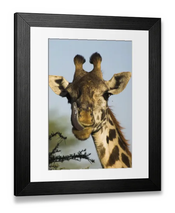 Framed Print : Male Masaai Giraffe {Giraffa camelopardalis} licking nose, Serengeti NP, Tanzania Framed Print : Male Masaai Giraffe {Giraffa camelopardalis} licking nose, Serengeti NP, Tanzania