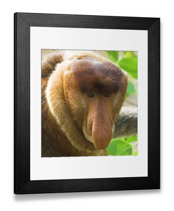 Framed Print : Adult male Proboscis Monkey {Nasalis larvatus} head portrait, mangrove forest, Bako NP, Sarawak, Borneo Framed Print : Adult male Proboscis Monkey {Nasalis larvatus} head portrait, mangrove forest, Bako NP, Sarawak, Borneo