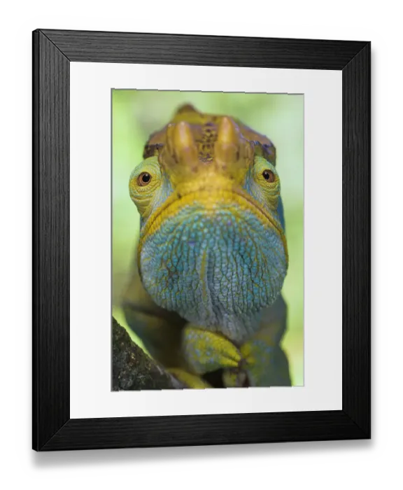 Framed Print : RF- Portrait of male Parsons Chameleon (Chamaeleo parsonii), Ranomafana National Park, South eastern Madagascar Framed Print : RF- Portrait of male Parsons Chameleon (Chamaeleo parsonii), Ranomafana National Park, South eastern Madagascar