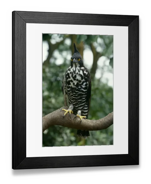 Framed Print : Blythes hawk eagle {Nisaetus alboniger} from Malaysia Framed Print : Blythes hawk eagle {Nisaetus alboniger} from Malaysia
