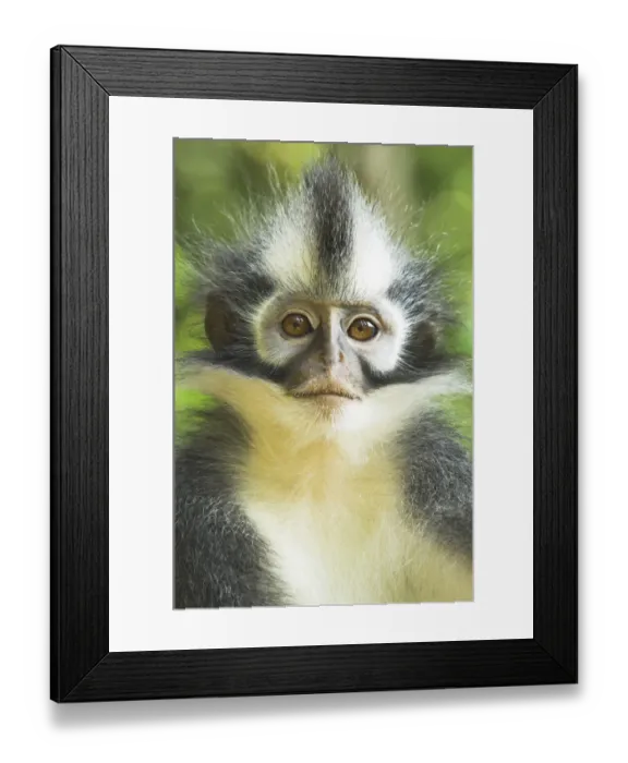 Framed Print : Thomass Leaf Monkey / Langur (Presbytis thomasi). Gunung Leseur National Park, Sumatra, Indonesia. Endemic to Indonesia Framed Print : Thomass Leaf Monkey / Langur (Presbytis thomasi). Gunung Leseur National Park, Sumatra, Indonesia. Endemic to Indonesia