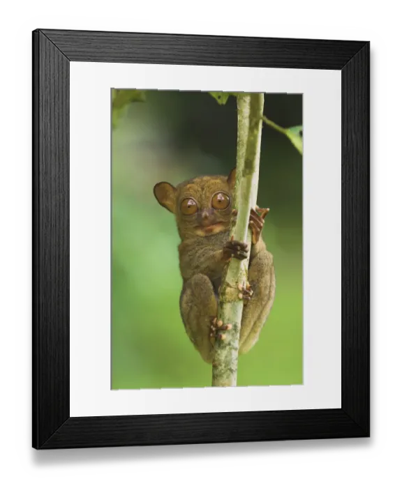 Framed Print : Western tarsier (Tarsius bancanus) clinging to tree, Danum Valley, Sabah, Borneo Framed Print : Western tarsier (Tarsius bancanus) clinging to tree, Danum Valley, Sabah, Borneo