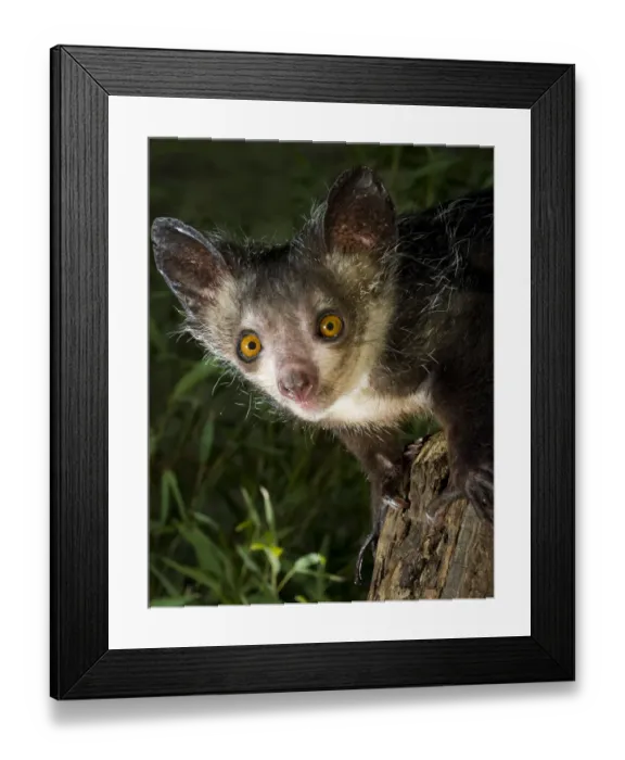 Framed Print : Aye-aye (Daubentonia madagascariensis) extracting beetle grubs from wood. Endemic to Madagascar. Photographed under controlled conditions at Durrell Wildlife Conservation Trust, Jersey, UK. captive Framed Print : Aye-aye (Daubentonia madagascariensis) extracting beetle grubs from wood. Endemic to Madagascar. Photographed under controlled conditions at Durrell Wildlife Conservation Trust, Jersey, UK. captive