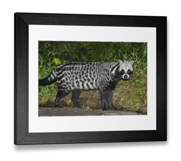 Framed Print : African Civet (Civettictis civetta) foraging around camp, near Langoue Bai, Ivindo National Park, Gabon, Central Africa Framed Print : African Civet (Civettictis civetta) foraging around camp, near Langoue Bai, Ivindo National Park, Gabon, Central Africa