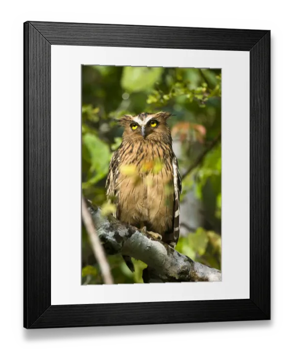 Framed Print : Adult Buffy-fish owl (Bubo ketupa) in morning sun. Kinabatangan River, Sabah, Borneo, Malaysia Framed Print : Adult Buffy-fish owl (Bubo ketupa) in morning sun. Kinabatangan River, Sabah, Borneo, Malaysia