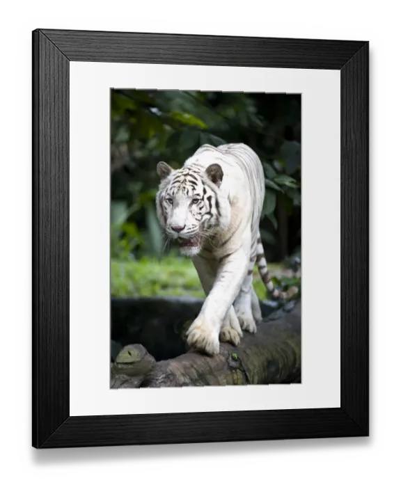 Framed Print : Male white Bengal tiger (Panthera tigris tigris). Double recessive gene produces pale colour morph. Original wild individuals occurred near Rewa in India. Now only in captivity. Singapore Zoo Framed Print : Male white Bengal tiger (Panthera tigris tigris). Double recessive gene produces pale colour morph. Original wild individuals occurred near Rewa in India. Now only in captivity. Singapore Zoo