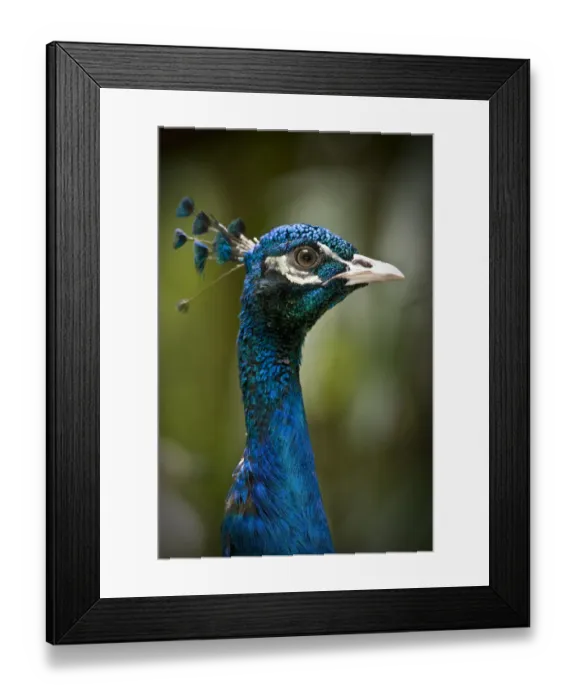 Framed Print : Male Indian peafowl / peacock (Pavo cristatus) from open forest areas on the Indian subcontinent. Captive, Jurong Bird Park, Singapore Framed Print : Male Indian peafowl / peacock (Pavo cristatus) from open forest areas on the Indian subcontinent. Captive, Jurong Bird Park, Singapore