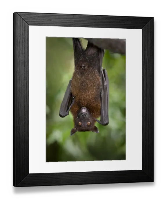 Framed Print : Large  /  Greater flying fox (Pteropus vampyrus) or Kalang roosting. From South East Asia, captive, Singapore Zoo