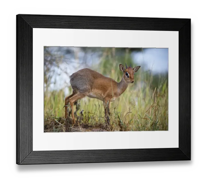 Framed Print : Kirks Dik-Dik (Madoqua kirki) male standing in tall grass, Tarangire National Park, Tanzania Framed Print : Kirks Dik-Dik (Madoqua kirki) male standing in tall grass, Tarangire National Park, Tanzania