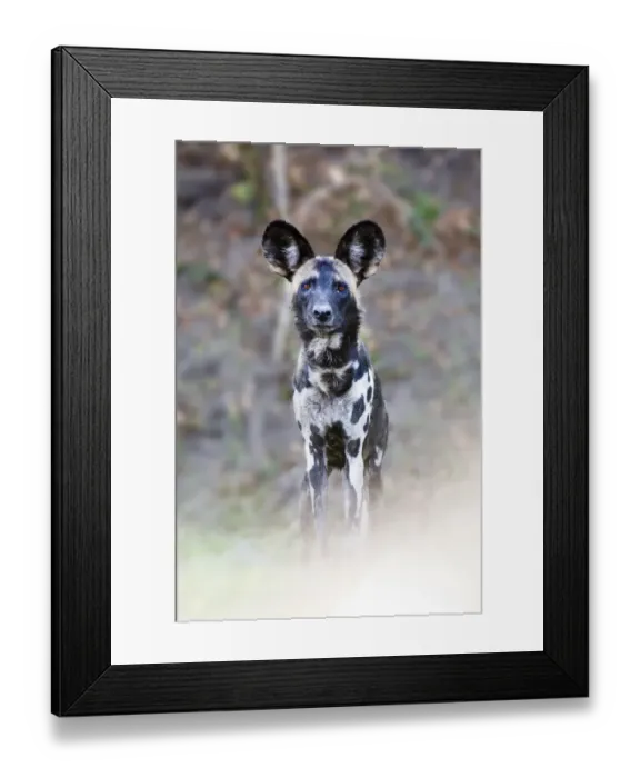 Framed Print : Adult Painted hunting dog  /  African wild dog (Lycaon pictus) on the banks of the Luangwa River, South Luangwa National Park, Zambia, October