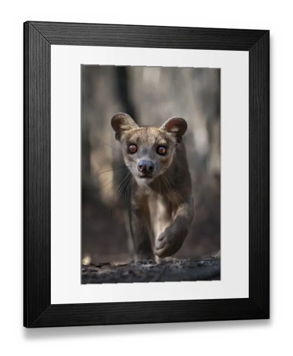 Framed Print : Adult Fossa (Crytoprocta ferox) female portrait. Kirindy Forest, western Madagascar, November Framed Print : Adult Fossa (Crytoprocta ferox) female portrait. Kirindy Forest, western Madagascar, November