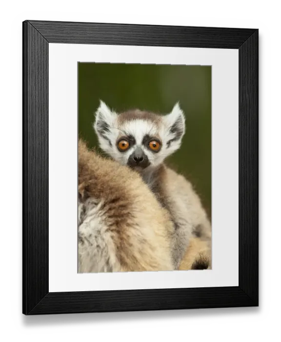 Framed Print : Young Ring-tailed lemur (Lemur catta) 6-8 weeks, clinging to mother, Berenty Private Reserve, southern Madagascar, November Framed Print : Young Ring-tailed lemur (Lemur catta) 6-8 weeks, clinging to mother, Berenty Private Reserve, southern Madagascar, November