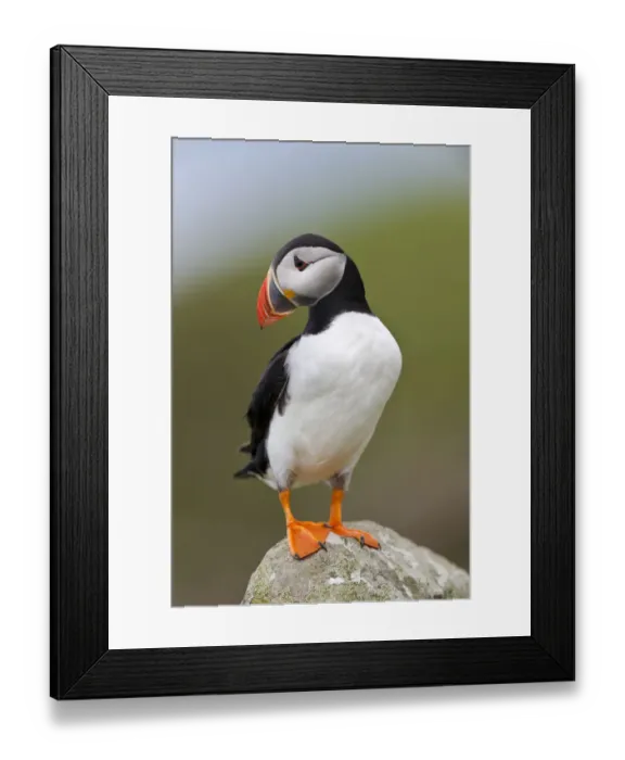 Framed Print : Atlantic puffin (Fratercula arctica) perched on rock, Isle of Lunga, Treshnish Isles, Isle of Mull, Scotland, UK, June Framed Print : Atlantic puffin (Fratercula arctica) perched on rock, Isle of Lunga, Treshnish Isles, Isle of Mull, Scotland, UK, June