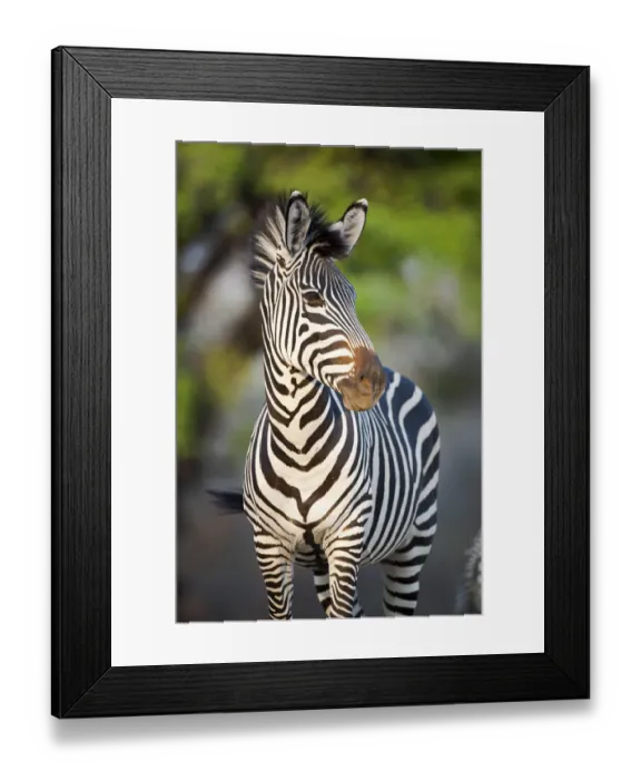 Framed Print : Crawshays zebra (Equus quagga crawshayi), subspecies of Plains Zebra, on the banks of the Luangwa River, South Luangwa National Park, Zambia, October Framed Print : Crawshays zebra (Equus quagga crawshayi), subspecies of Plains Zebra, on the banks of the Luangwa River, South Luangwa National Park, Zambia, October