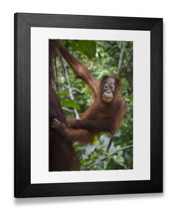 Framed Print : Infant Bornean Orang-Utan (Pongo pygmaeus) clinging to its mother. Camp Leakey, Tanjung Puting NP, Kalimantan, Borneo