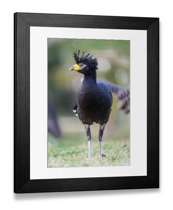 Framed Print : Male Bare-faced Curassow (Crax fasciolata) near Araras Lodge, Mato Grosso, Northern Pantanal, Brazil, South America Framed Print : Male Bare-faced Curassow (Crax fasciolata) near Araras Lodge, Mato Grosso, Northern Pantanal, Brazil, South America