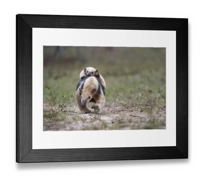 Framed Print : Southern Tamandua (Tamandua tetradactyla) female carrying young on her back, Northern Pantanal, Mato Grosso State, Brazil, South America Framed Print : Southern Tamandua (Tamandua tetradactyla) female carrying young on her back, Northern Pantanal, Mato Grosso State, Brazil, South America