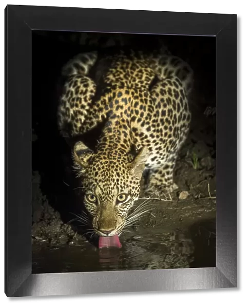 Leopard (Panthera pardus) female drinking at night. South Luangwa National Park, Zambia