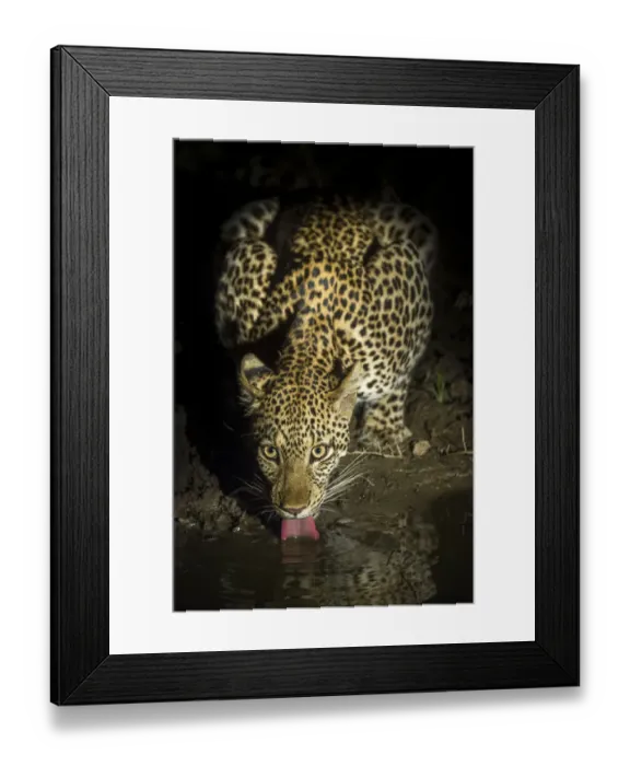 Framed Print : Leopard (Panthera pardus) female drinking at night. South Luangwa National Park, Zambia Framed Print : Leopard (Panthera pardus) female drinking at night. South Luangwa National Park, Zambia