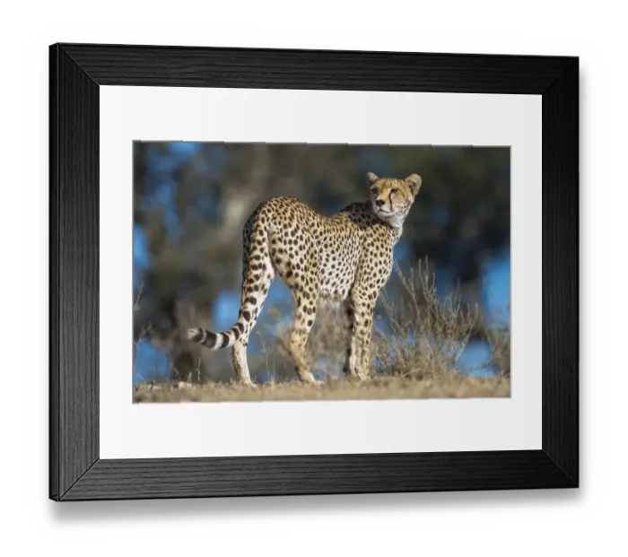 Framed Print : RF - Cheetah (Acinonyx jubatus) female patrolling territory. Long Gully, Ngorongoro Conservation Area, Tanzania. April Framed Print : RF - Cheetah (Acinonyx jubatus) female patrolling territory. Long Gully, Ngorongoro Conservation Area, Tanzania. April