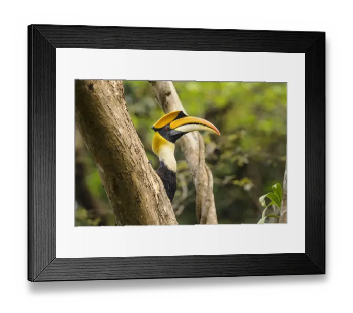 Framed Print : RF - Great Indian Hornbill (Buceros bicornis) in forest canopy. Kaziranga National Park, Assam, India Framed Print : RF - Great Indian Hornbill (Buceros bicornis) in forest canopy. Kaziranga National Park, Assam, India