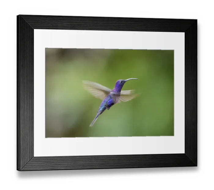 Framed Print : Male Violet Sabrewing (Campylopterus hemileucurus) hovering / in flight sequence. Montane forest, Bosque de Paz, Caribbean slope, Costa Rica, Central America Framed Print : Male Violet Sabrewing (Campylopterus hemileucurus) hovering / in flight sequence. Montane forest, Bosque de Paz, Caribbean slope, Costa Rica, Central America