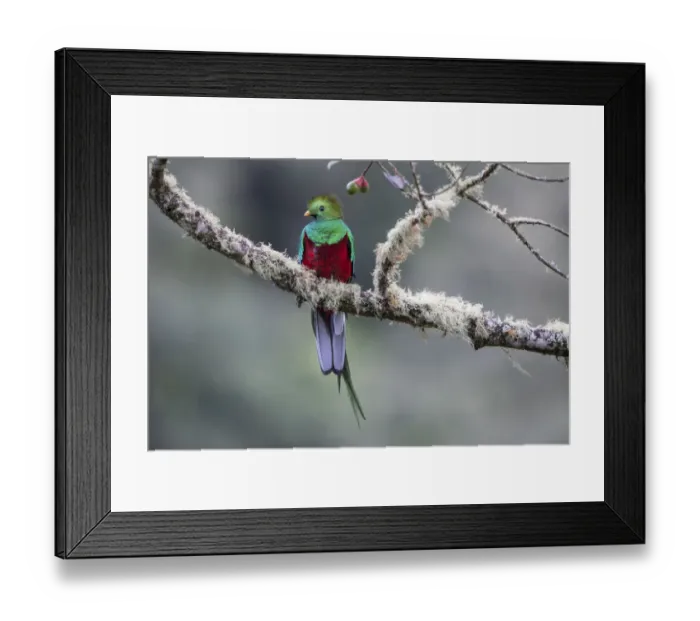 Framed Print : Male Resplendent Quetzal (Pharomachrus mocinno) in cloud forest. Los Quetzales National Park, Savegre River Valley, Talamanca Range, Costa Rica, Central America Framed Print : Male Resplendent Quetzal (Pharomachrus mocinno) in cloud forest. Los Quetzales National Park, Savegre River Valley, Talamanca Range, Costa Rica, Central America