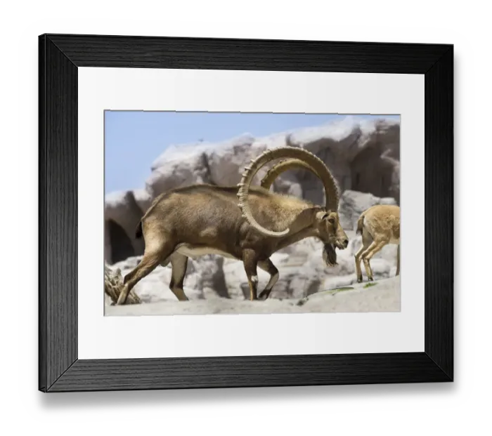 Framed Print : Male Nubian Ibex (Capra nubiana) at the Arabian Wildlife Centre captive-breeding project, Sharjah, United Arab Emirates. (captive) Framed Print : Male Nubian Ibex (Capra nubiana) at the Arabian Wildlife Centre captive-breeding project, Sharjah, United Arab Emirates. (captive)