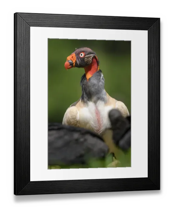 Framed Print : Adult King Vulture (Sarcoramphus papa) feeding at a carcass. Laguna del Lagarto, Boca Tapada, Caribbean slope, Costa Rica, Central America Framed Print : Adult King Vulture (Sarcoramphus papa) feeding at a carcass. Laguna del Lagarto, Boca Tapada, Caribbean slope, Costa Rica, Central America