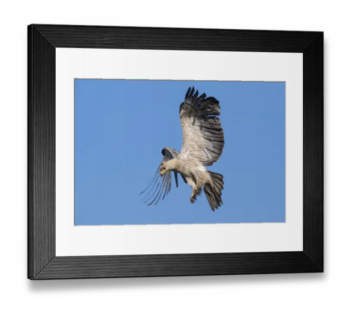 Framed Print : Tawny eagle (Aquila rapax) in flight, coming into land on carcass. Ndutu, Ngorongoro Conservation Area / Serengeti Tanzania Framed Print : Tawny eagle (Aquila rapax) in flight, coming into land on carcass. Ndutu, Ngorongoro Conservation Area / Serengeti Tanzania