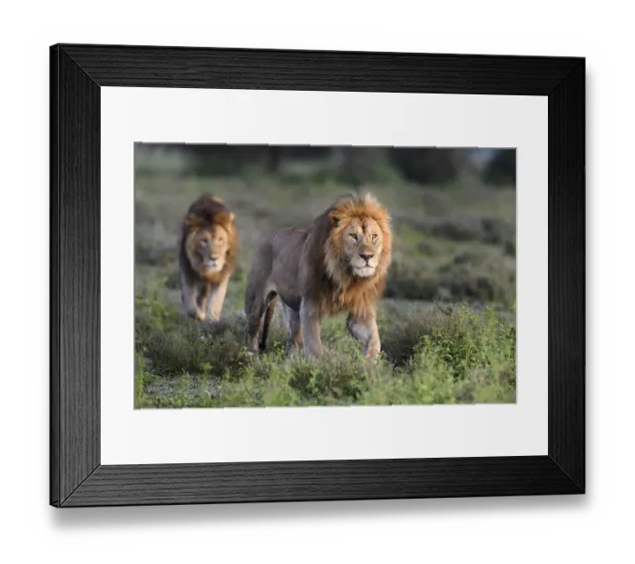 Framed Print : Lions (Panthera leo) - two brothers patrolling territorial boundary at border of Serengeti / Ngorongoro Conservation Area (NCA) near Ndutu, Tanzania Framed Print : Lions (Panthera leo) - two brothers patrolling territorial boundary at border of Serengeti / Ngorongoro Conservation Area (NCA) near Ndutu, Tanzania