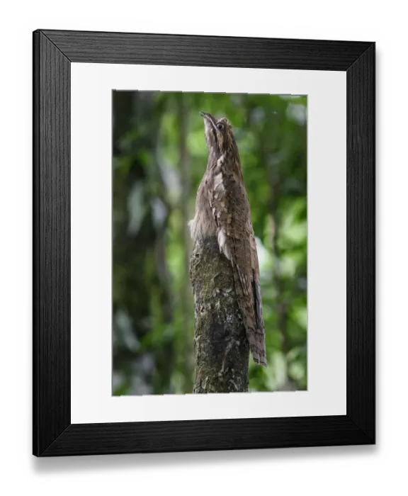 Framed Print : Long-tailed potoo (Nyctibius aethereus) camouflaged on roosting perch in lowland rainforest, Manu Biosphere Reserve, Peru Framed Print : Long-tailed potoo (Nyctibius aethereus) camouflaged on roosting perch in lowland rainforest, Manu Biosphere Reserve, Peru