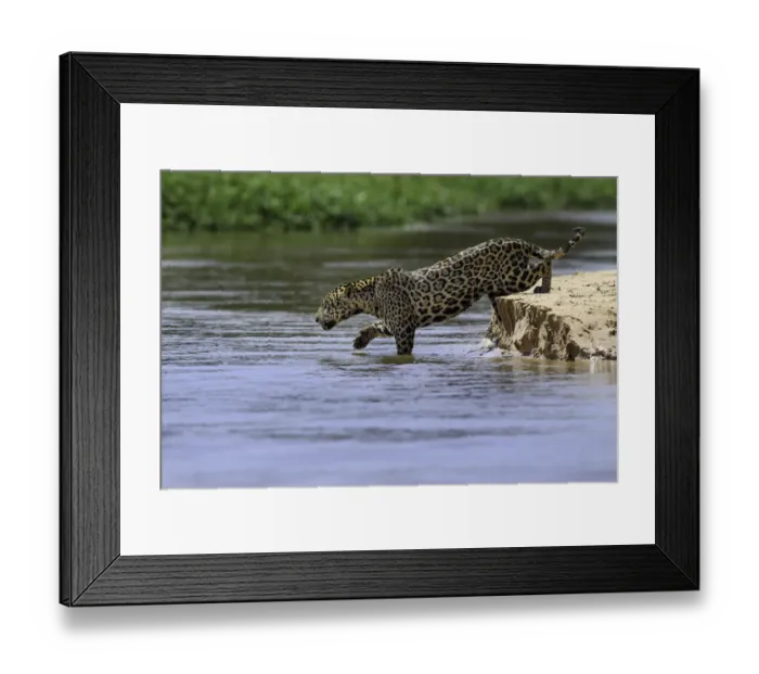 Framed Print : Jaguar (Panthera onca) female stealthily entering the river as she begins to hunt caiman. Northern Pantanal Cuiaba River, Mato Grosso, Brazil Framed Print : Jaguar (Panthera onca) female stealthily entering the river as she begins to hunt caiman. Northern Pantanal Cuiaba River, Mato Grosso, Brazil