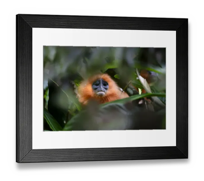 Framed Print : Orange backed red langur (Presbytis rubicunda chrysea) in rainforest understorey. Danum Valley, Sabah, Borneo, Malaysia Framed Print : Orange backed red langur (Presbytis rubicunda chrysea) in rainforest understorey. Danum Valley, Sabah, Borneo, Malaysia