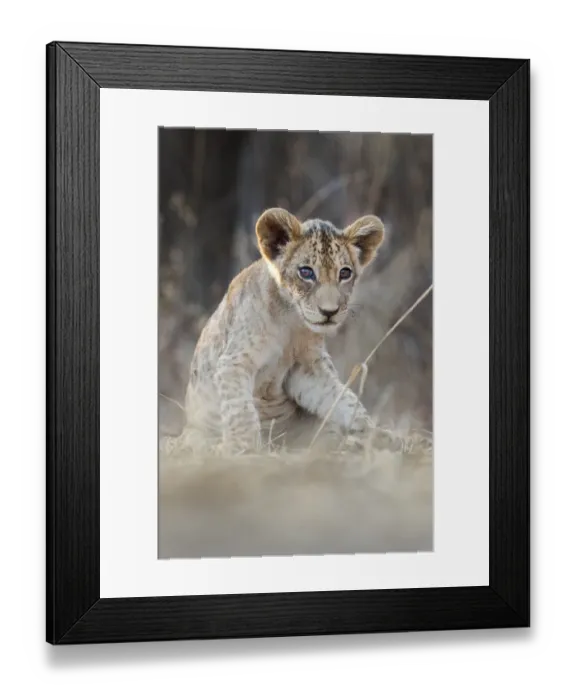 Framed Print : RF - African lion cub (Panthera leo), age 3 months, South Luangwa National Park, Zambia (This image may be licensed either as rights managed or royalty free. ) Framed Print : RF - African lion cub (Panthera leo), age 3 months, South Luangwa National Park, Zambia (This image may be licensed either as rights managed or royalty free. )