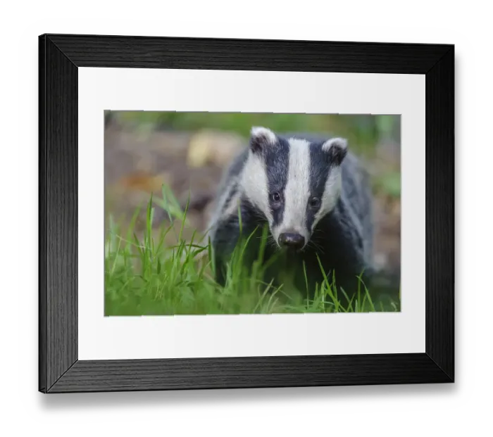 Framed Print : RF - European badger (Meles meles) foraging, portrait. Devon, England, UK. June. (This image may be licensed either as rights managed or royalty free. ) Framed Print : RF - European badger (Meles meles) foraging, portrait. Devon, England, UK. June. (This image may be licensed either as rights managed or royalty free. )