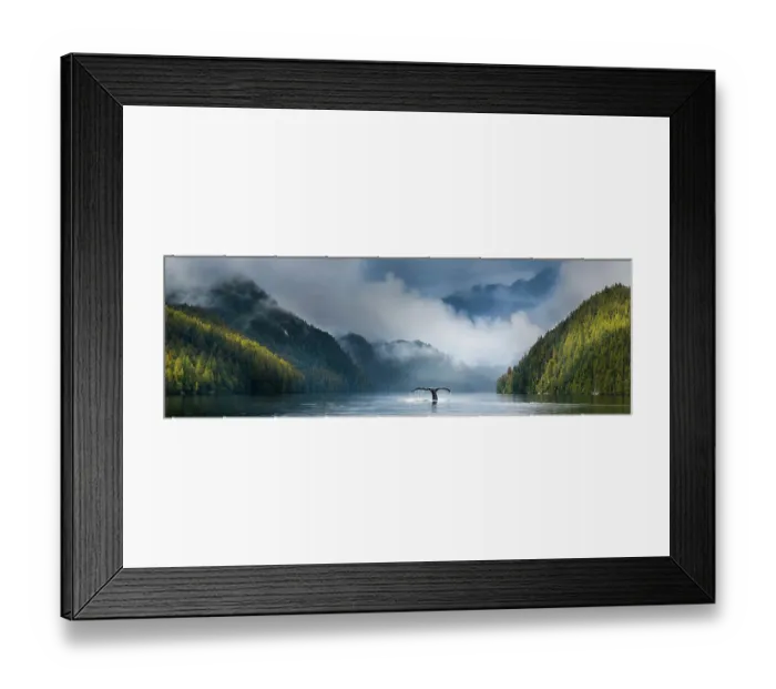 Framed Print : Adult humpback whale (Megaptera novaeangliae) diving in deep water channel. Great Bear Rainforest, British Columbia, Canada.(digitally stitched image) Framed Print : Adult humpback whale (Megaptera novaeangliae) diving in deep water channel. Great Bear Rainforest, British Columbia, Canada.(digitally stitched image)
