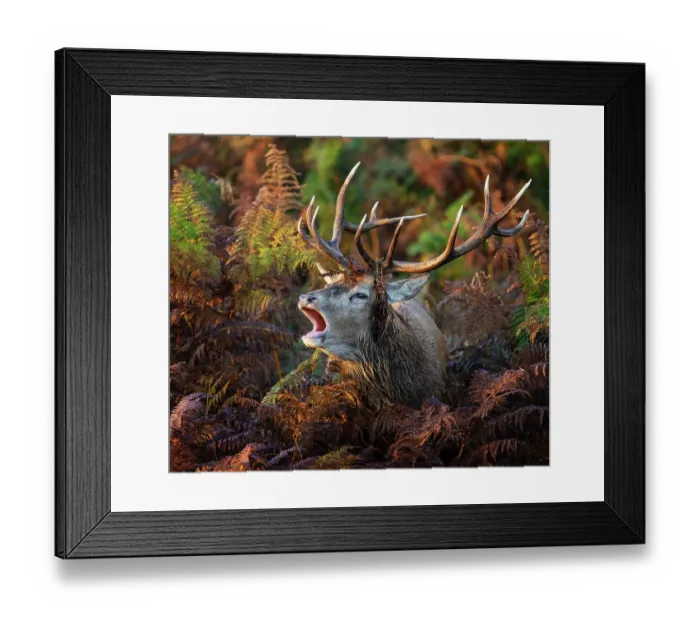 Framed Print : Red deer (Cervus elaphus) stag bellowing amongst bracken, Bushy Park, London, England, UK, October Framed Print : Red deer (Cervus elaphus) stag bellowing amongst bracken, Bushy Park, London, England, UK, October