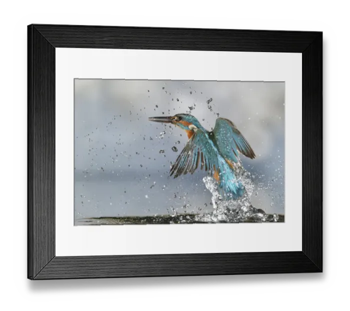 Framed Print : Kingfisher (Alcedo atthis) male, after diving, taking off from water, Lorraine, France, July