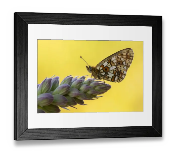 Framed Print : Small pearl-bordered fritillary butterfly (Boloria selene) roosting on tip of young Foxglove (Digitalis purpurea). Marsland Valley Wildlife Trust Reserve, Devon, England, UK. June Framed Print : Small pearl-bordered fritillary butterfly (Boloria selene) roosting on tip of young Foxglove (Digitalis purpurea). Marsland Valley Wildlife Trust Reserve, Devon, England, UK. June