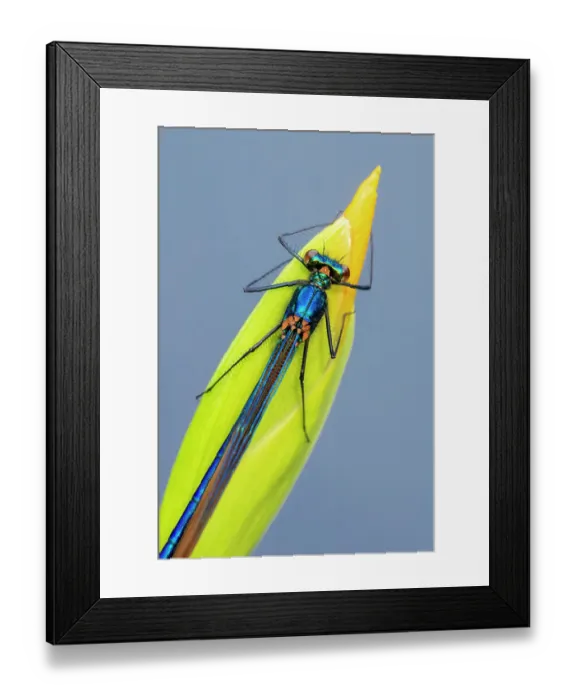 Framed Print : Beautiful demoiselle damselfly (Calopteryx virgo) female resting on Yellow iris (Iris pseudacorus) bud. Cornwall, England, UK. May Framed Print : Beautiful demoiselle damselfly (Calopteryx virgo) female resting on Yellow iris (Iris pseudacorus) bud. Cornwall, England, UK. May