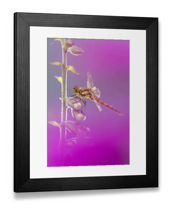 Framed Print : RF - Common darter dragonfly (Sympetrum striolatum) resting on Foxglove (Digitalis purpurea) with dew droplets on wings. Cornwall, England, UK. June. (This image may be licensed either as rights managed or royalty free. ) Framed Print : RF - Common darter dragonfly (Sympetrum striolatum) resting on Foxglove (Digitalis purpurea) with dew droplets on wings. Cornwall, England, UK. June. (This image may be licensed either as rights managed or royalty free. )